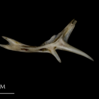 photo of Sea scorpion preopercular lateral view