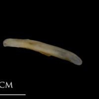 photo of Shore rockling supracleithrum lateral view