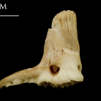 photo of Catfish premaxilla medial view