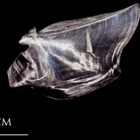 photo of Atlantic herring opercular medial view