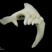 photo of Roach pharyngeal dorsal view