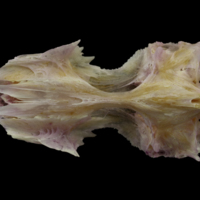 photo of Tub gurnard parasphenoid basioccipital complex ventral view