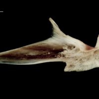 photo of Atlantic halibut articular medial view