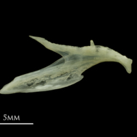 photo of Red mullet dentary medial view