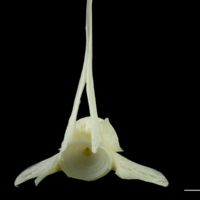photo of Pollack precaudal vertebra anterior view