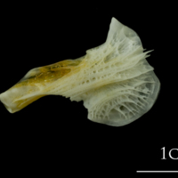 photo of European plaice ceratohyal medial view