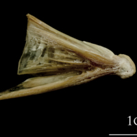 photo of Turbot quadrate lateral view