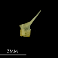 photo of Bullhead precaudal vertebra lateral view