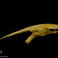 photo of Thinlip grey mullet  posttemporal lateral view