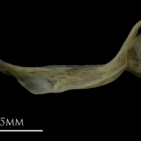 photo of Eelpout cleithrum lateral view