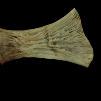 photo of Atlantic salmon ceratohyal lateral view