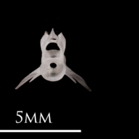 photo of European eel precaudal vertebra posterior view