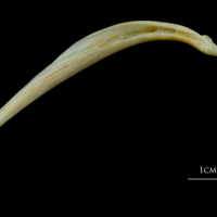 photo of European plaice anal pterygiophore lateral view