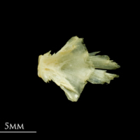 photo of Five-Bearded Rockling basioccipital dorsal view