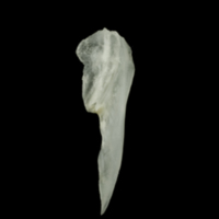 photo of Roach posttemporal lateral view