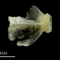 photo of Ruffe basioccipital dorsal view