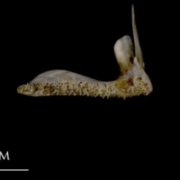 photo of Sea scorpion premaxilla medial view