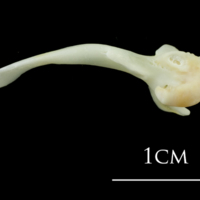 photo of European plaice maxilla detail view