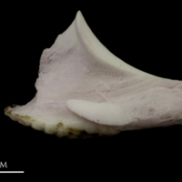 photo of Parrot fish pharyngeal lateral view