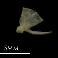 photo of Eelpout quadrate lateral view