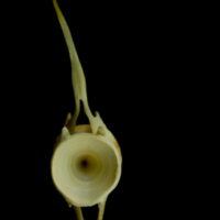 photo of Saithe caudal vertebra posterior view