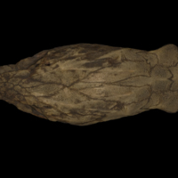 photo of Sturgeon skull dorsal view