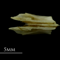 photo of Mediterranean moray for assessment ventral view