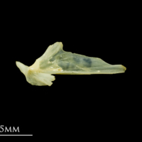 photo of Five-Bearded Rockling articular medial view