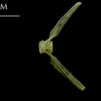 photo of Saithe ultimate vertebra lateral view