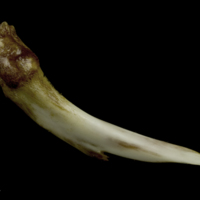 photo of European conger ceratohyal lateral view