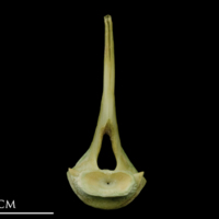 photo of John dory first vertebra posterior view