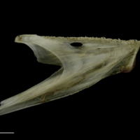 photo of Brill dentary medial view