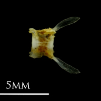 photo of Small sandeel caudal vertebra lateral view