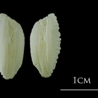 photo of Atlantic cod otolith(s) view 2
