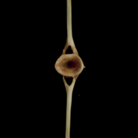 photo of Turbot caudal vertebra posterior view