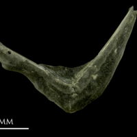 photo of Sandsmelt for assessment lateral view