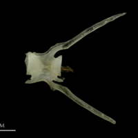 photo of Burbot caudal vertebra lateral view