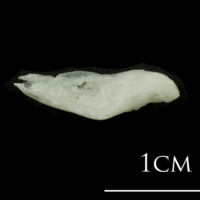photo of European plaice supracleithrum medial view