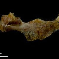 photo of Black seabream ceratohyal epihyal complex lateral view