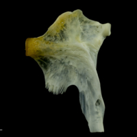 photo of European seabass hyomandibular lateral view