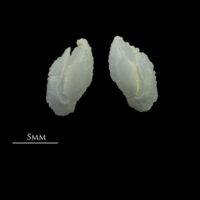 photo of Gilthead seabream otolith(s) detail view