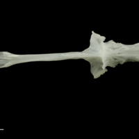 photo of Roach parasphenoid ventral view