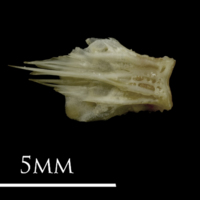 photo of Eelpout basioccipital ventral view