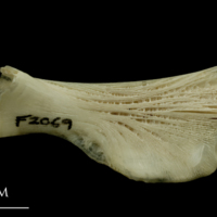 photo of Haddock ceratohyal medial view