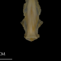 photo of Shore rockling parasphenoid basioccipital complex ventral view