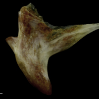 photo of Couch's seabream palatine medial view