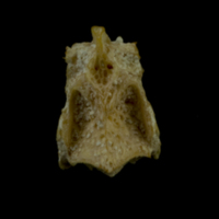 photo of Arctic Char basioccipital dorsal view