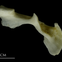 photo of Grey Triggerfish maxilla lateral view