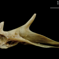 photo of Turbot articular medial view