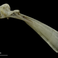 photo of Brill maxilla lateral view